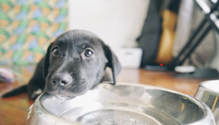 Is Your Pet Drinking Enough This Winter?